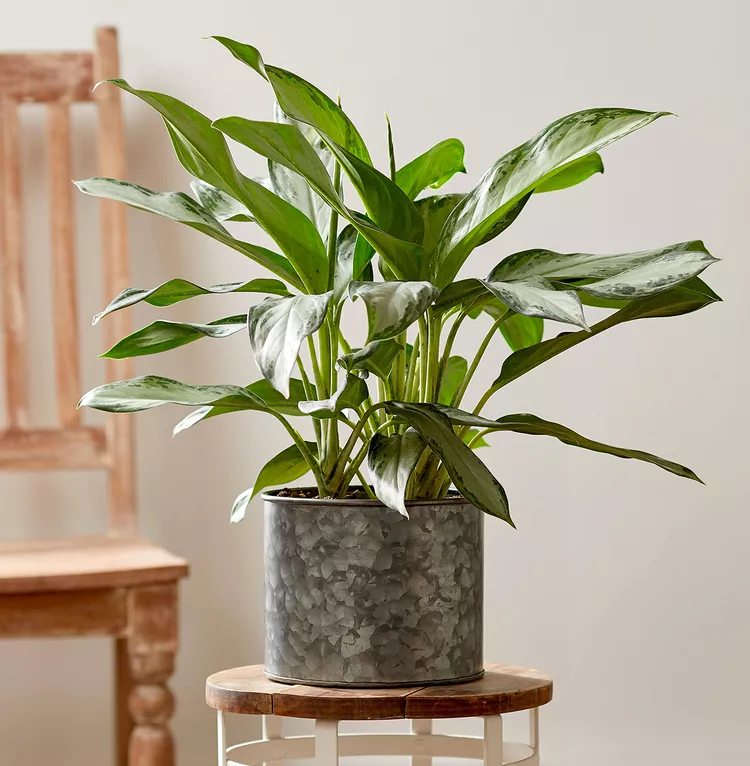 Chinese Evergreen