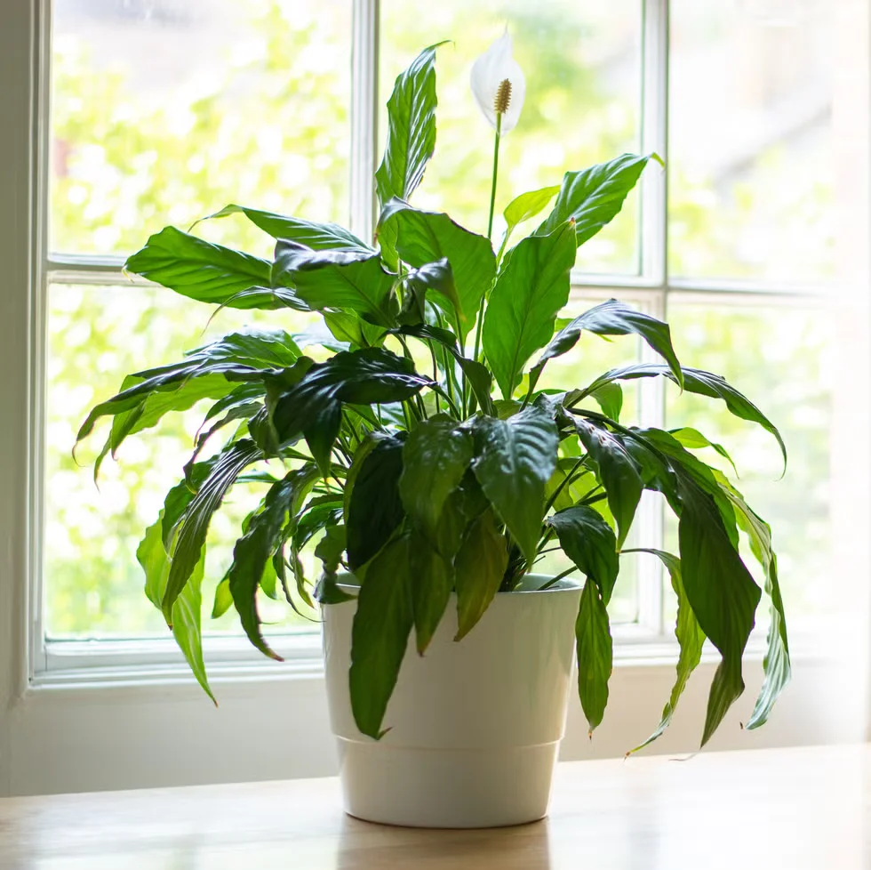 Peace Lily