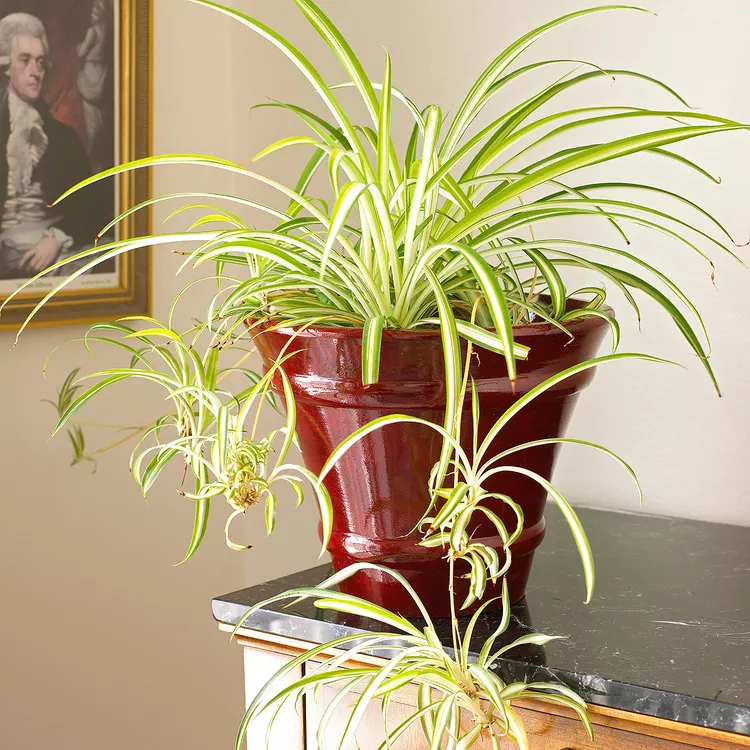 Spider Plant