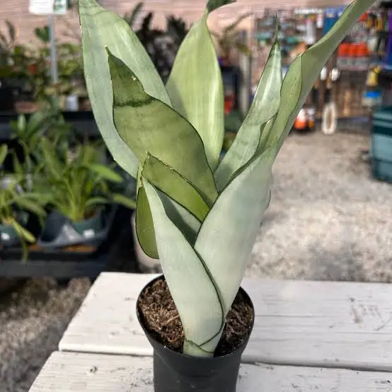 Sansevieria